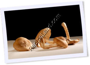 Recipe Photo