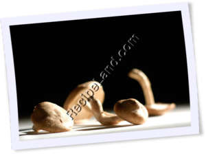 Recipe Photo