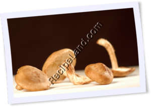 Recipe Photo
