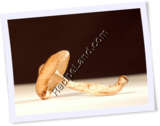 Recipe Photo