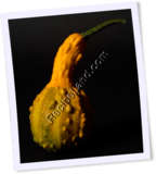 Recipe Photo