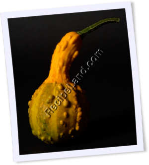 Recipe Photo
