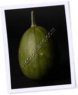 Recipe Photo