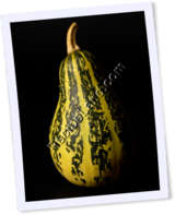 Recipe Photo