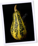 Recipe Photo