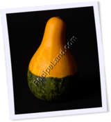 Recipe Photo