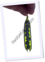Recipe Photo