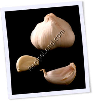 Recipe Photo