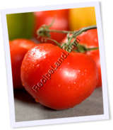 Recipe Photo