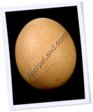 Recipe Photo