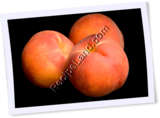 Recipe Photo