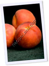 Recipe Photo