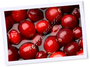 Recipe Photo