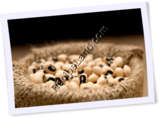 Recipe Photo