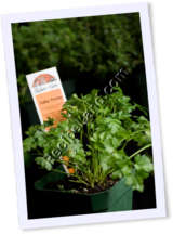 Recipe Photo