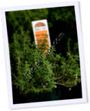Recipe Photo