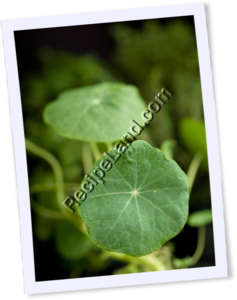 Recipe Photo