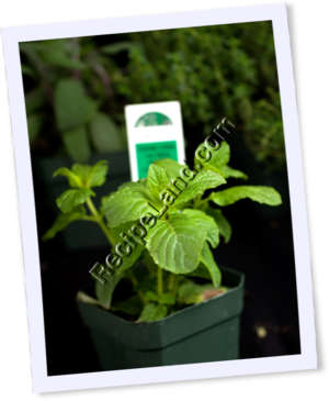 Recipe Photo