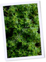 Recipe Photo