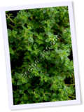 Recipe Photo