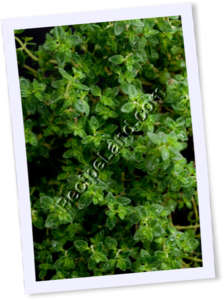 Recipe Photo