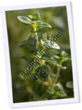 Recipe Photo