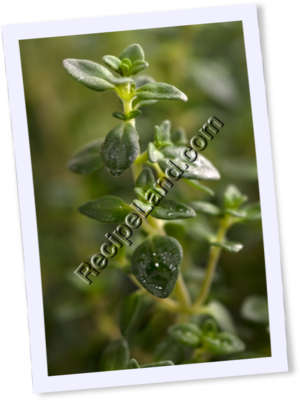Recipe Photo