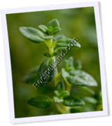 Recipe Photo