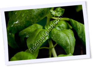 Recipe Photo