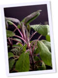 Recipe Photo