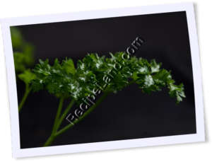Recipe Photo