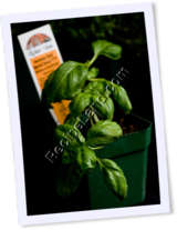 Recipe Photo
