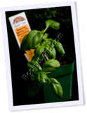 Recipe Photo