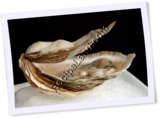 Recipe Photo