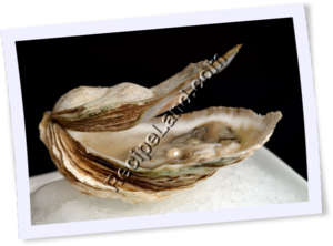 Recipe Photo
