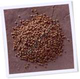 Recipe Photo